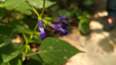 Salvia caudata