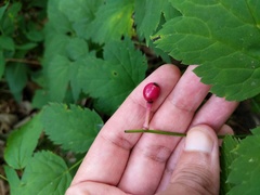 Actaea × ludovicii