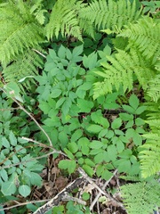 Actaea × ludovicii