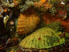 Pododesmus macrochisma