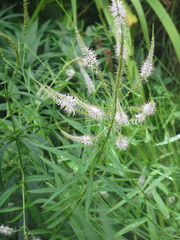 Veronicastrum