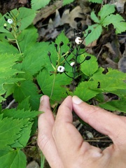 Actaea × ludovicii