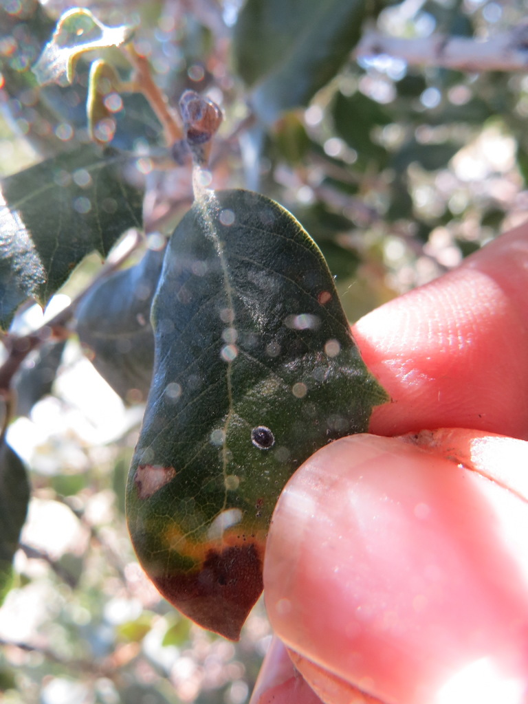 Stanford's Whitefly