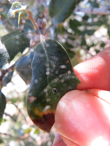 Stanford's Whitefly