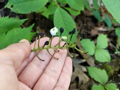 Actaea × ludovicii