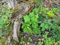 Actaea × ludovicii