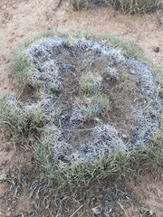 Muhlenbergia torreyi