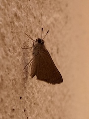 Lerodea eufala eufala