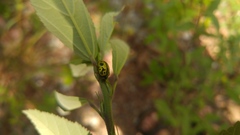 Calligrapha fulvipes