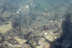 Stegastes rectifraenum