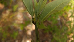 Calligrapha fulvipes
