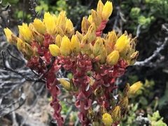 Dudleya farinosa