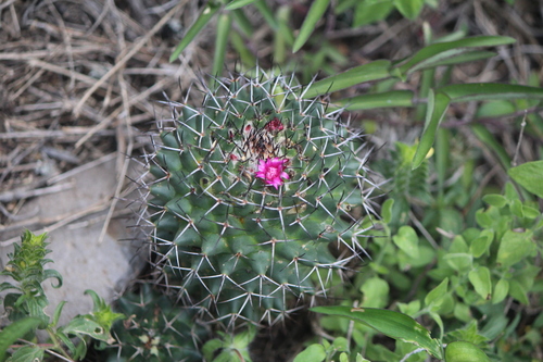 Image of Mammillaria polythele by (c) José Belem Hernández Díaz, some rights reserved (CC BY)