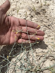 Leucosyris carnosa