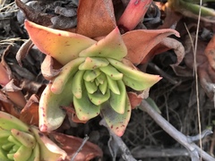 Dudleya farinosa