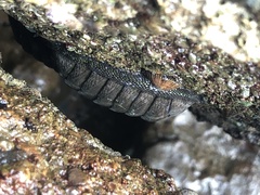 Chiton stokesii