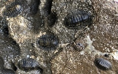 Chiton stokesii