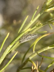 Phlepsanus