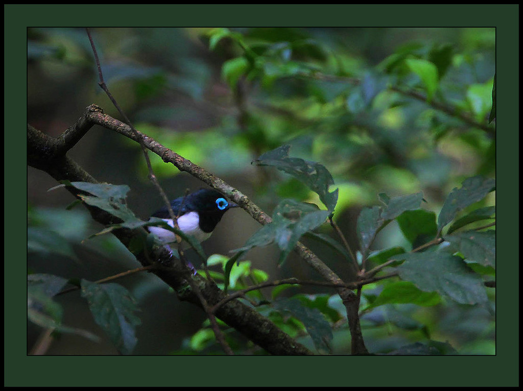 Jameson's Wattle-eye photo