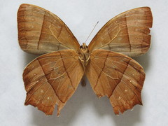 Taygetis rufomarginata