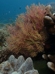 Melithaea ochracea