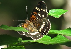 Anthanassa texana seminole