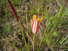 Pauridia canaliculata