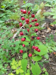 Actaea × ludovicii