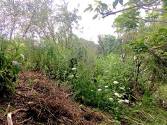 Haloragis erecta erecta