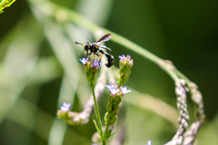 Physocephala marginata