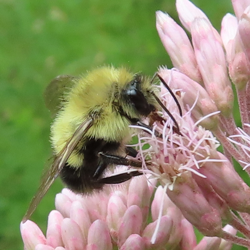 Half-black Bumble Bee