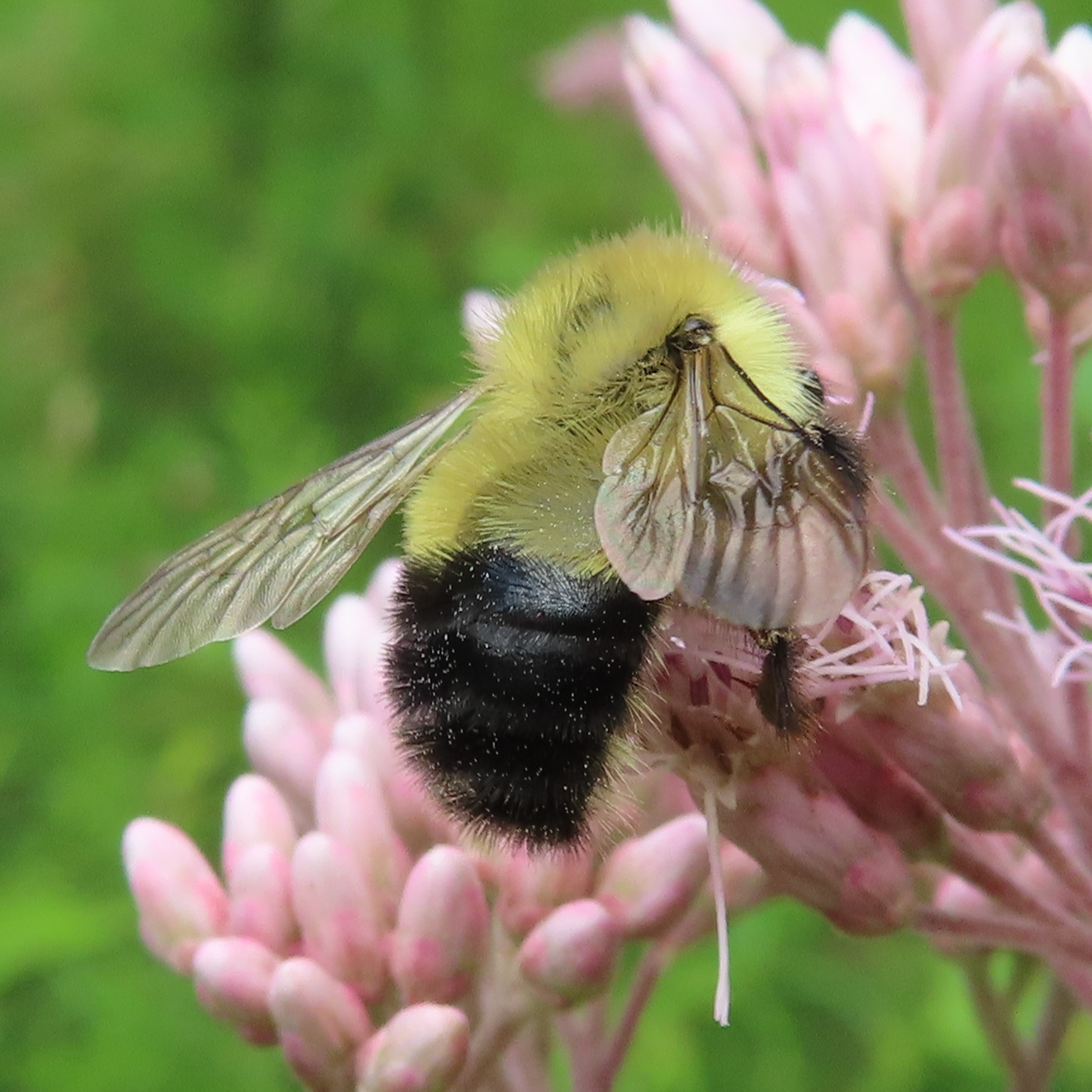 Photos of Bumble Bees (Genus Bombus) · iNaturalist