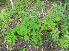 Actaea × ludovicii
