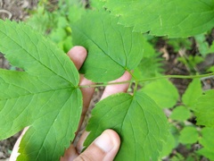 Actaea × ludovicii
