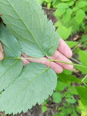 Actaea × ludovicii