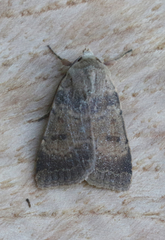 Abagrotis trigona