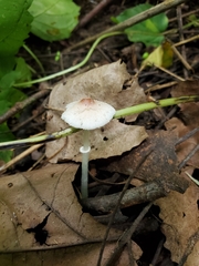 Lepiota rubrotincta