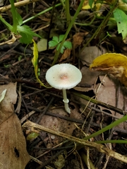 Lepiota rubrotincta