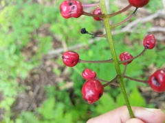 Actaea × ludovicii