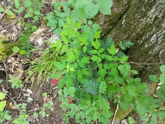 Actaea × ludovicii