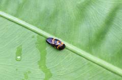 Okiscarta uchidae