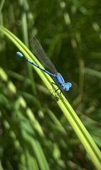 Argia agrioides