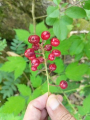 Actaea × ludovicii
