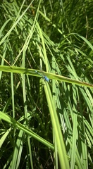 Argia agrioides