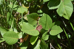 Coccoloba krugii × Coccoloba uvifera