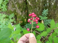 Actaea × ludovicii