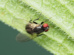 Nemorimyza posticata