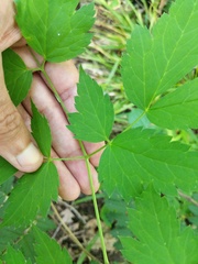 Actaea × ludovicii