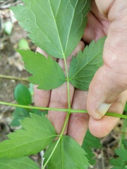 Actaea × ludovicii