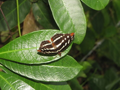 Catonephele mexicana